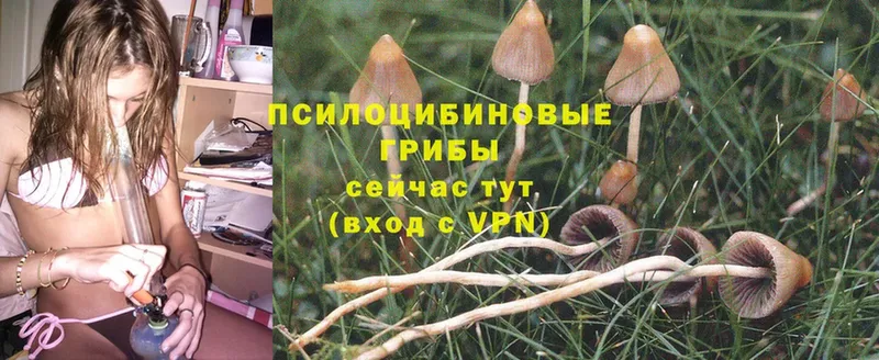 Галлюциногенные грибы MAGIC MUSHROOMS  Зуевка 